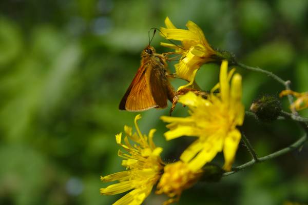 Schmetterling auf Blume